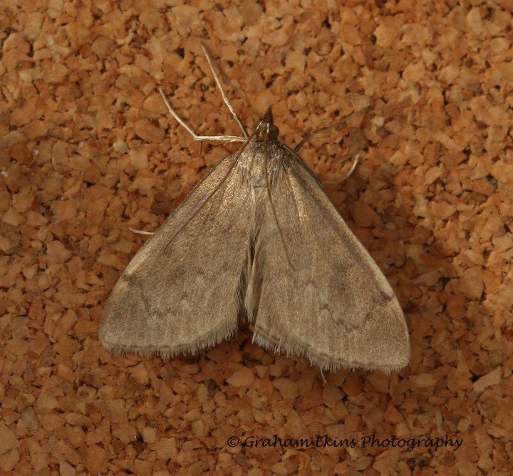 Anania fuscalis Copyright: Graham Ekins