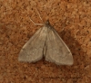 Anania fuscalis