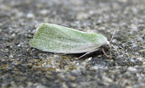 Cream Bordered Green Pea 2 Copyright: Stephen Rolls