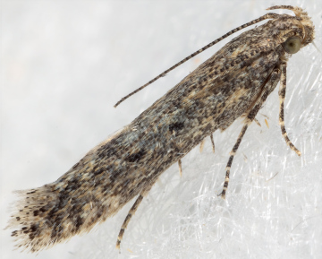 Grey Orache Miner (Scrobipalpa obsoletella) (GD) Copyright: Bill Crooks