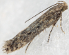 Grey Orache Miner (Scrobipalpa obsoletella) (GD)