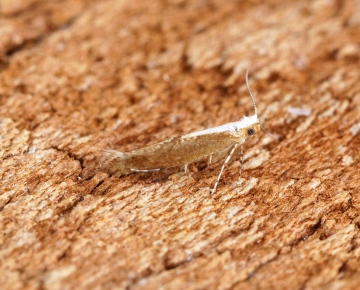 Argyresthia semitestacella 1 Copyright: Ben Sale