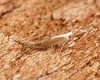 Argyresthia semitestacella 1 Copyright: Ben Sale