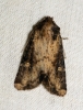Common Rustic agg 3 