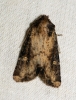 Common Rustic agg 3