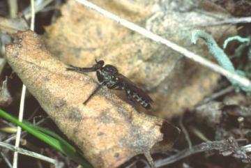 Lasiopogon cinctus Copyright: Peter Harvey