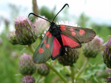 Five-spot Burnet Copyright: Ben Sale