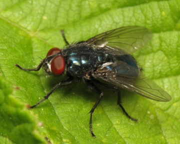 Protocalliphora azurea male 20150619-1855 Copyright: Phil Collins