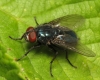 Protocalliphora azurea male 20150619-1855 Copyright: Phil Collins