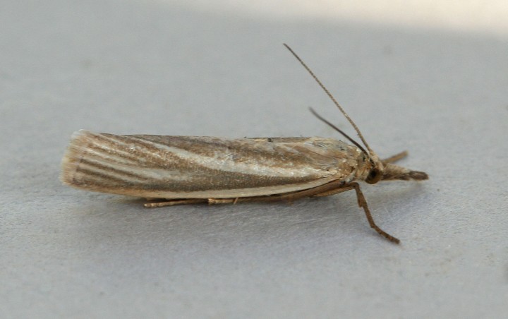 Crambus perlella form warringtonellus Copyright: Graham Ekins