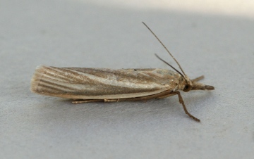 Crambus perlella form warringtonellus Copyright: Graham Ekins