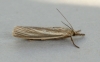 Crambus perlella form warringtonellus Copyright: Graham Ekins