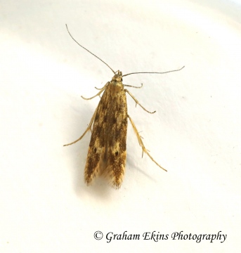 Monochroa lucidella Copyright: Graham Ekins