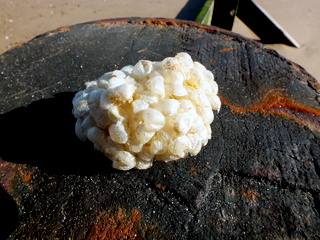 Common Whelk - Buccinum undatum- Egg case Copyright: Peter Pearson