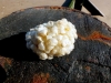 Common Whelk - Buccinum undatum- Egg case 