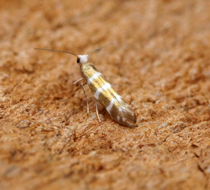 Argyresthia trifasciata 1 Copyright: Ben Sale