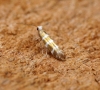 Argyresthia trifasciata 1