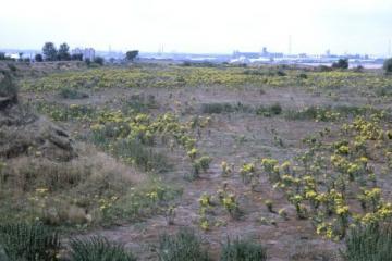 Shallow quarry