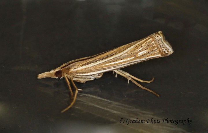 Ancylolomia tentaculella Copyright: Graham Ekins