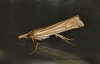 Ancylolomia tentaculella