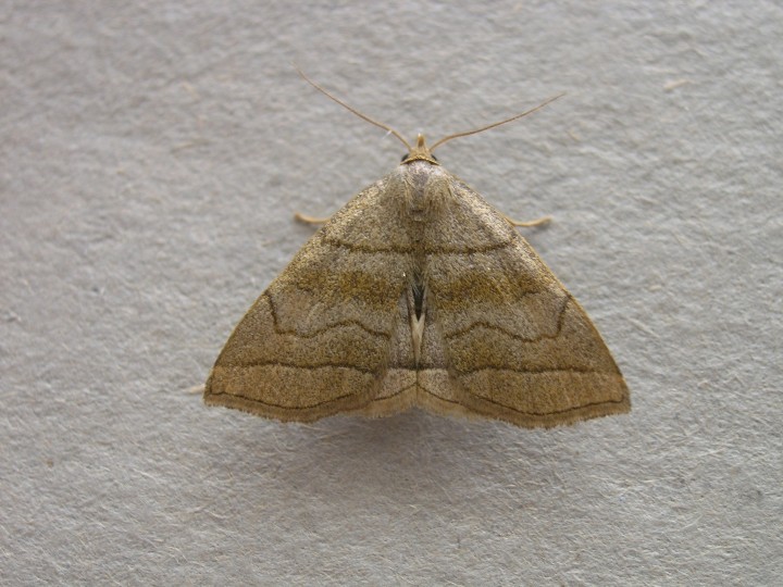 Shaded Fan-foot Copyright: Martin Anthoney