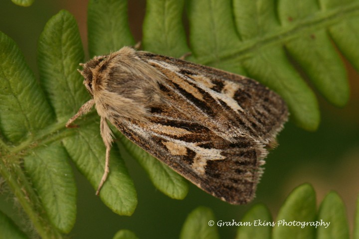 Antler  Cerapteryx graminis Copyright: Graham Ekins