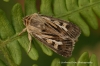 Antler  Cerapteryx graminis Copyright: Graham Ekins