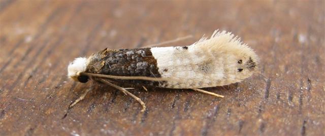 Tapestry Moth Copyright: Stephen Rolls