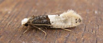 Tapestry Moth Copyright: Stephen Rolls