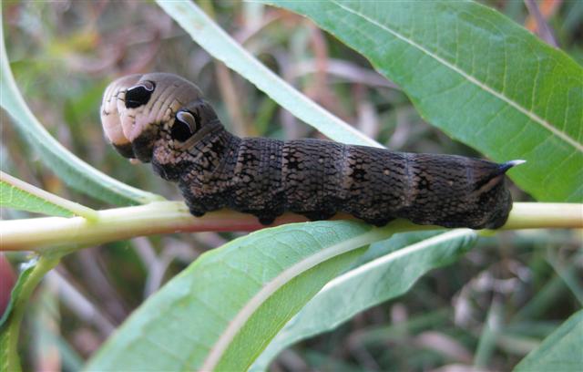 Elephant Hawkmoth Cat. Copyright: Stephen Rolls