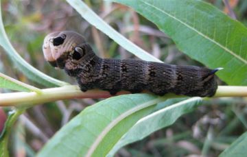 Elephant Hawkmoth Cat. Copyright: Stephen Rolls