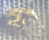 Platystomos albinus side