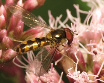 Meliscaeva auricollis male 20150808-2936 Copyright: Phil Collins