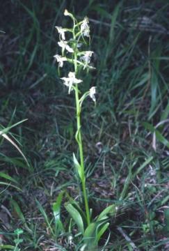 Platanthera chlorantha Copyright: Peter Harvey