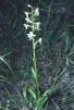 Platanthera chlorantha 
