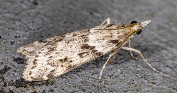 Eudonia angustea 15-09-2020 Copyright: Bill Crooks