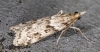 Eudonia angustea 15-09-2020 Copyright: Bill Crooks