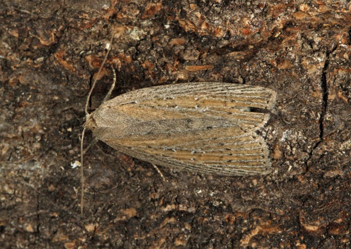 Silky Wainscot  Chilodes maritima Copyright: Graham Ekins