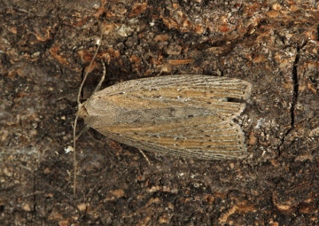 Silky Wainscot  Chilodes maritima Copyright: Graham Ekins