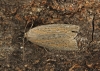 Silky Wainscot  Chilodes maritima