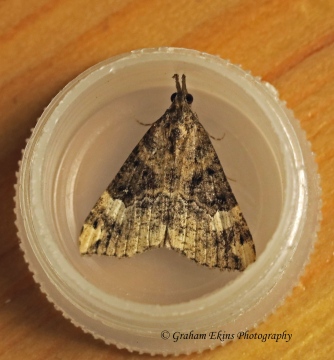 Hypena obsitalis  Bloxworth Snout Copyright: Graham Ekins