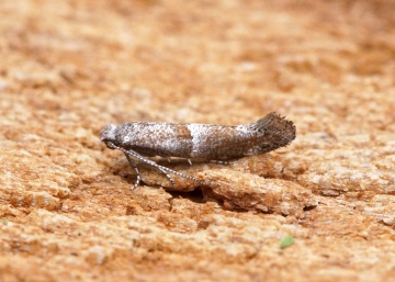 Cedestis subfasciella Copyright: Ben Sale