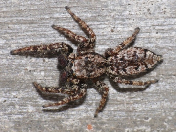 Jumping spider Marpissa muscosa top view Copyright: Peter Furze