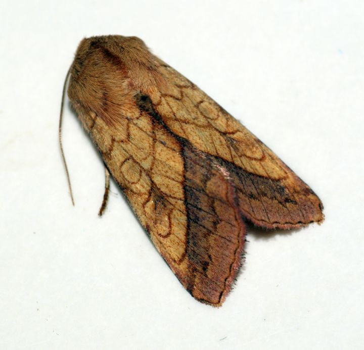 Bordered Sallow Copyright: Ben Sale