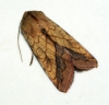 Bordered Sallow