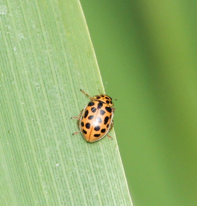 water ladybird summer colouration Copyright: Yvonne Couch