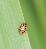water ladybird summer colouration Copyright: Yvonne Couch