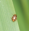 water ladybird summer colouration