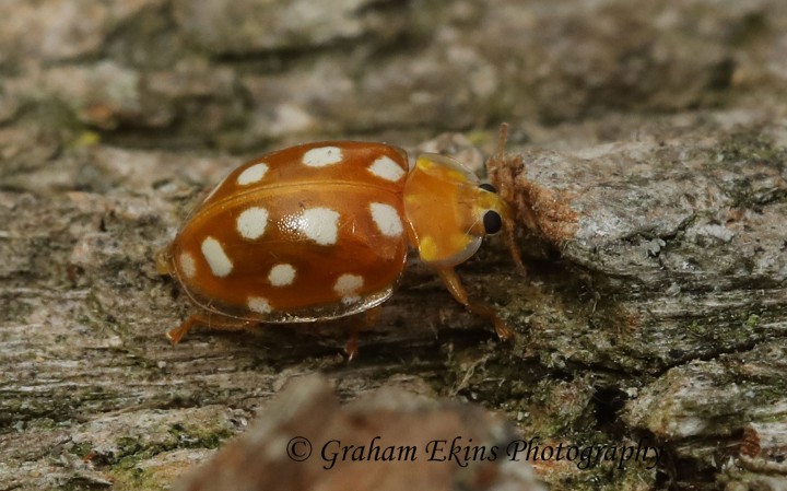 Halyzia sedecimguttata  (Orange Ladybird) Copyright: Graham Ekins