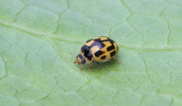 Propylea quattuordecimpunctata 3 Copyright: Graham Ekins